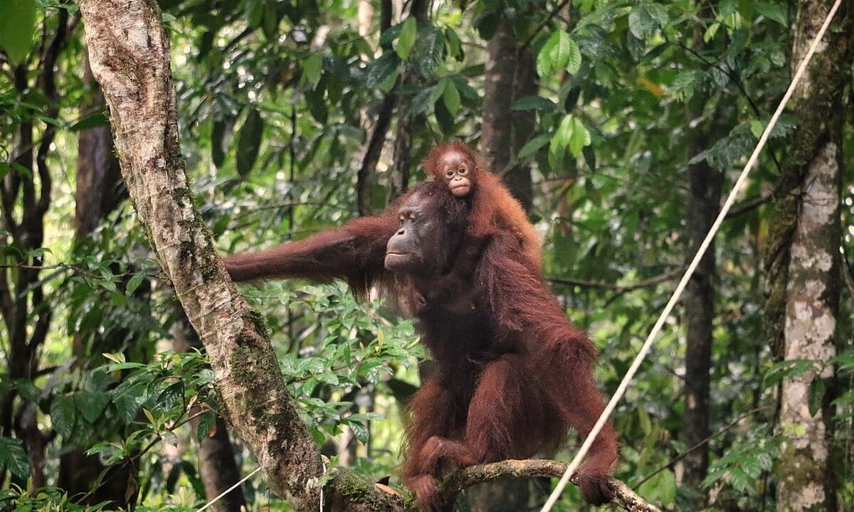 Ongoing threats & habitat loss haunt these great apes
