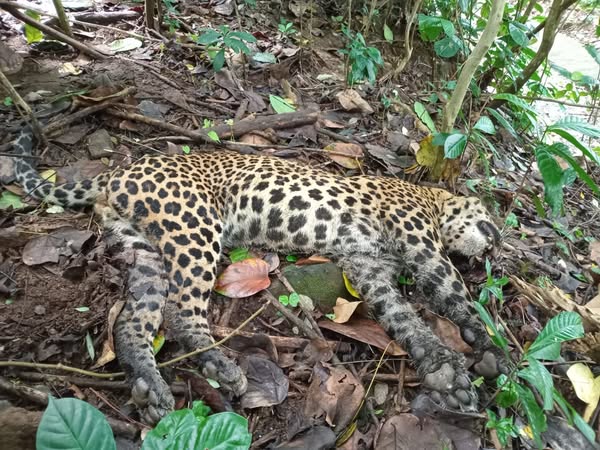 3 A leopard killed in 28th of July at Gampola c DWC