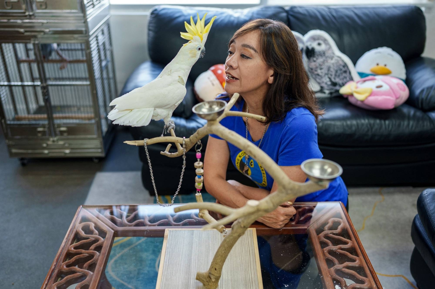 Hong Kong scientist puts hope in nest boxes to save endangered cockatoos