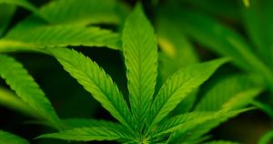Trump says he may reclassify cannabis as less dangerous drug | Drugs News