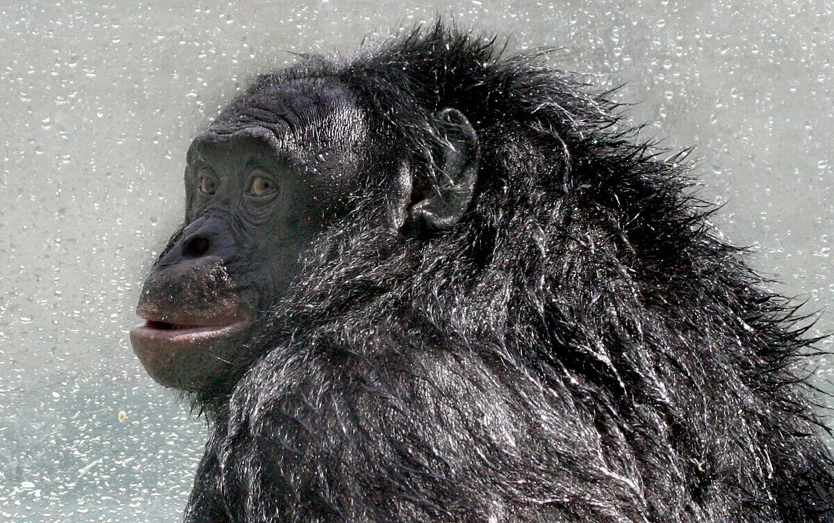 Bonobos keep track of groupmates even when they can’t see them, study finds
