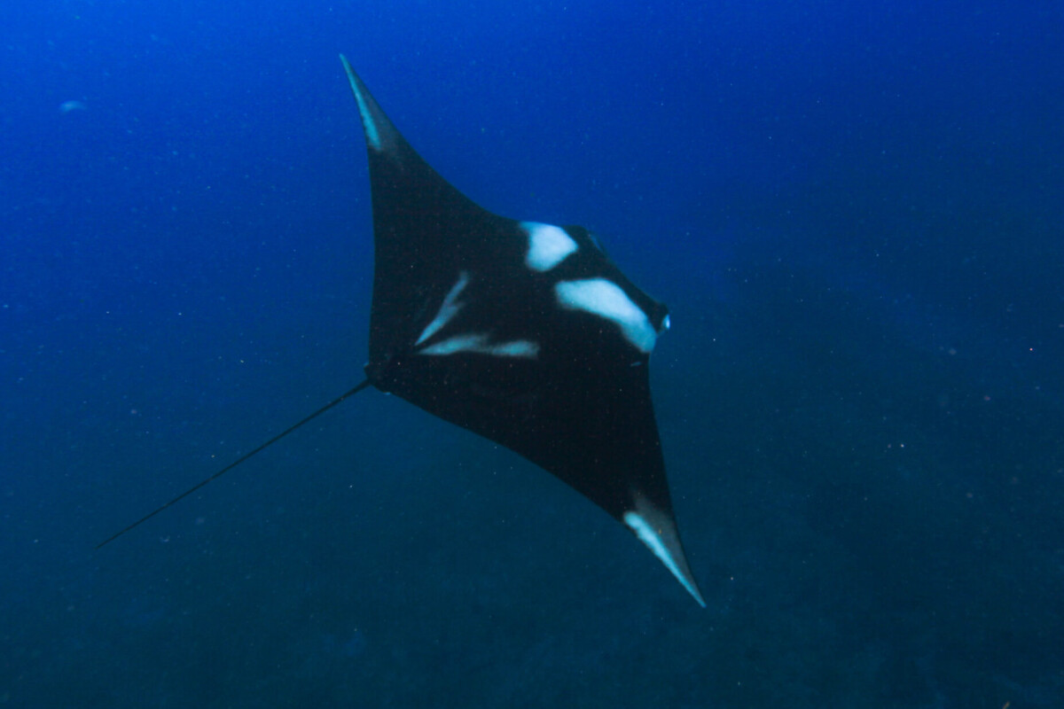 C2A9 Maite Baratella Barracuda ImagensIMG 5976 scaled 1200x800 1