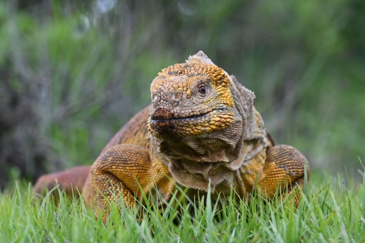 Study uncovers laundering of Galápagos iguanas through wildlife export permits