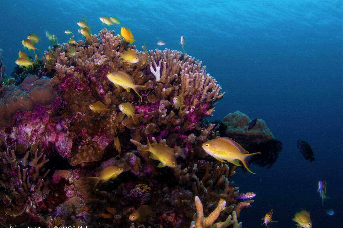 Community efforts yield new marine protected area in the Philippines