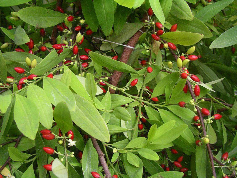 Erythroxylum novogranatense var. Novogranatense retouched