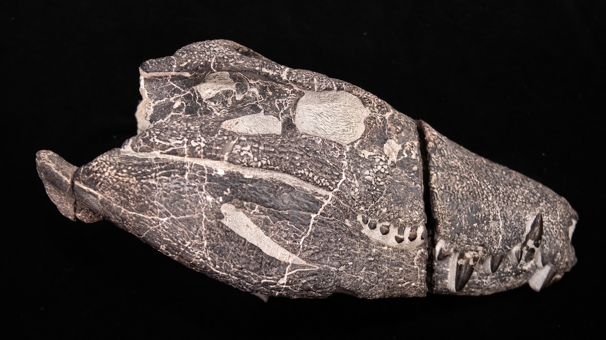 Did this ancient croc hunt dinosaurs on land?