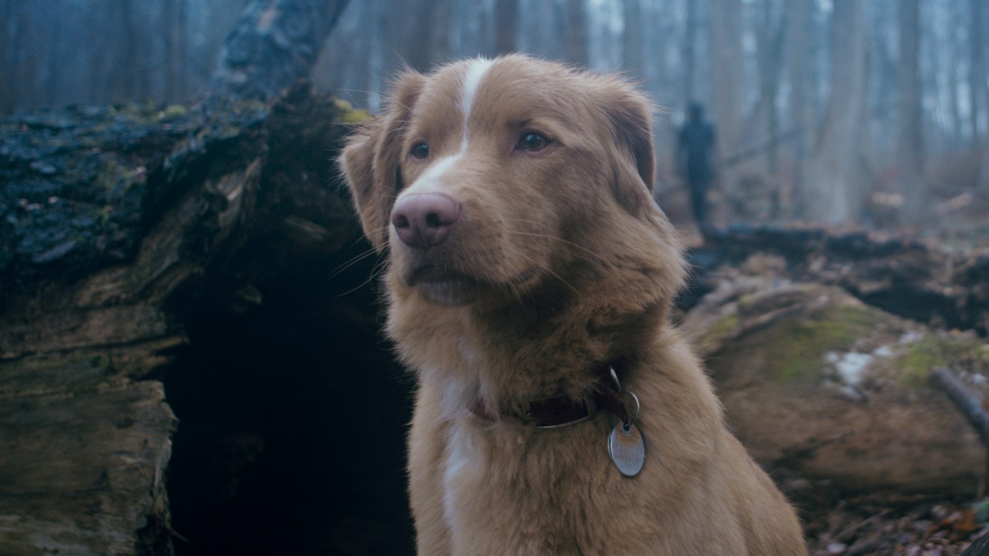 'Good Boy' Trailer: Dog Investigates Haunted House