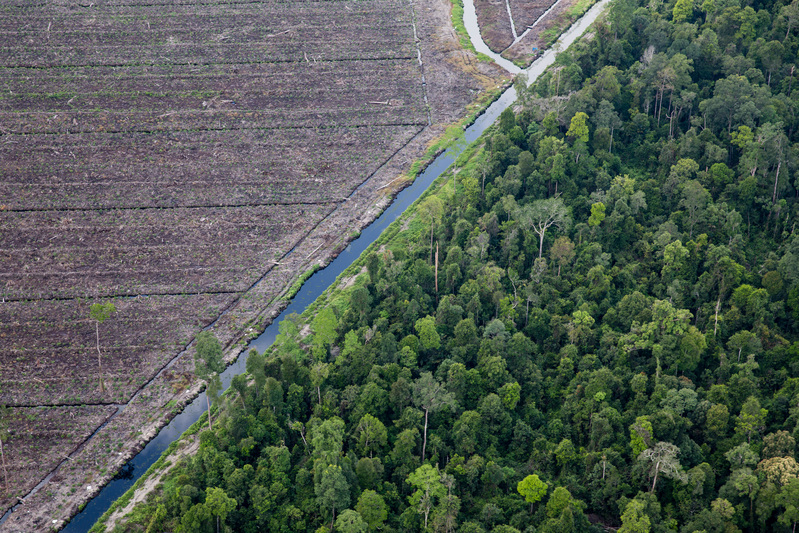 Pulp and paper giant APP moves closer to regaining FSC stamp despite pending review
