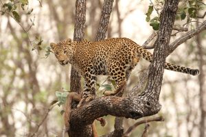 In India, humans & leopards meet near major cities; preserving habitat is crucial