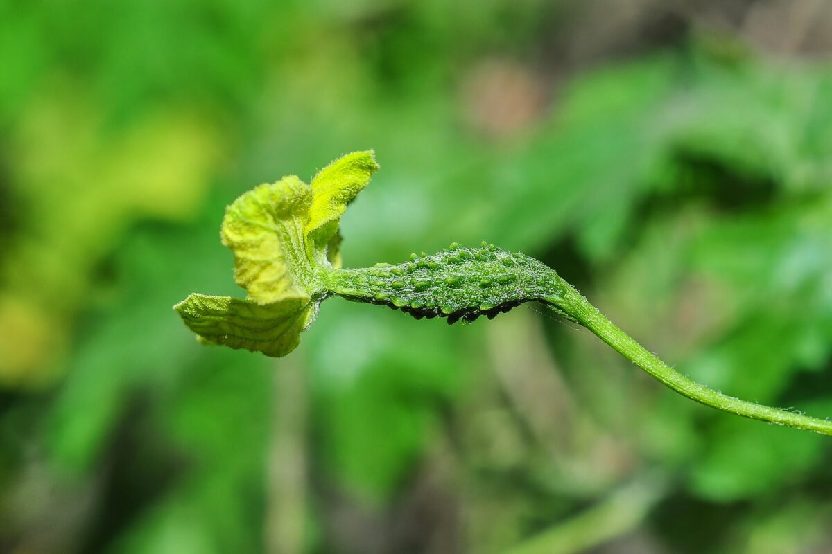 Momordica charantia 24042014 2 1200x800