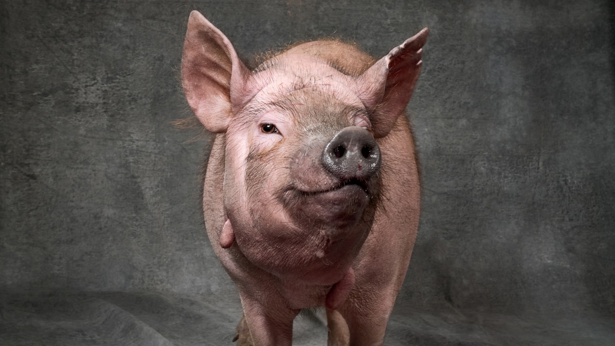 First pig-to-human lung transplant announced by Chinese scientists