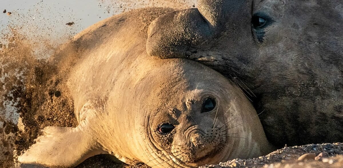 Argentina’s elephant seals face 100-year recovery after avian flu devastation: Study