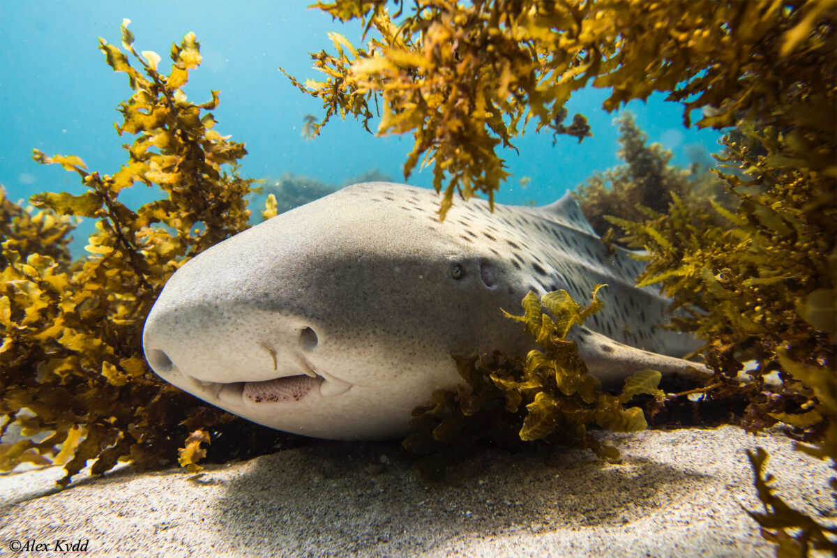 alex kydd shark 01 1200x800