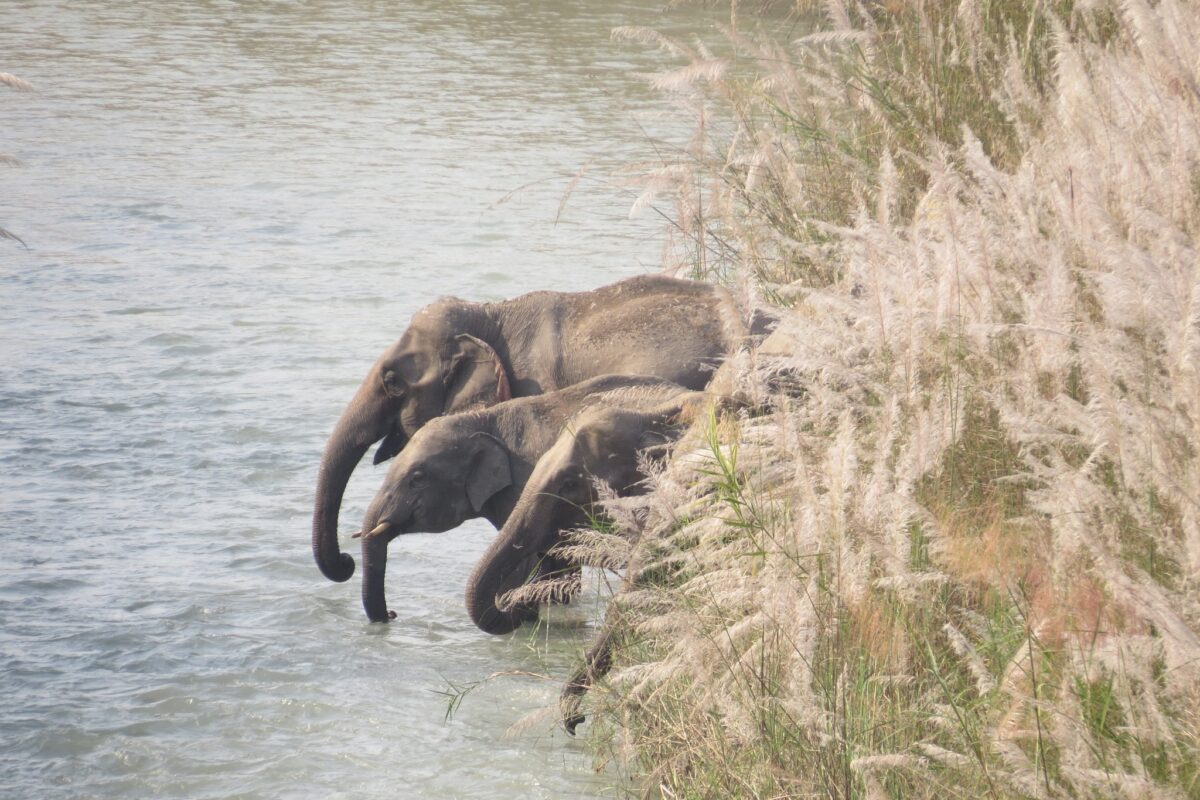 bardiya elephants 1200x800