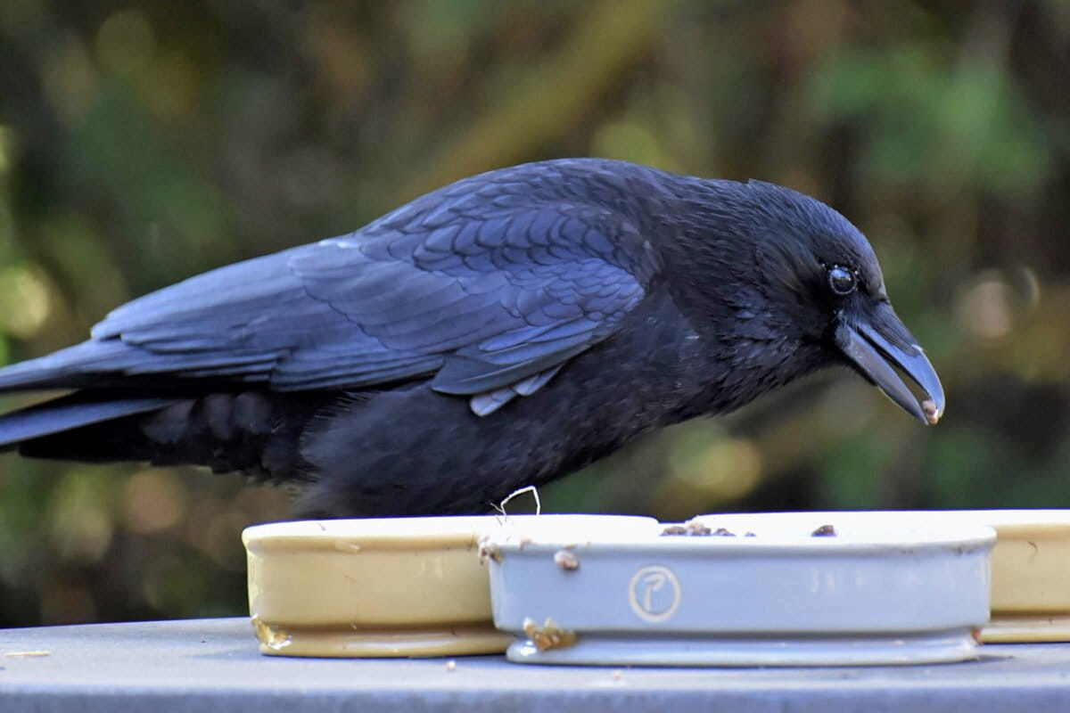 Are crows really street smart? Science confirms the genius of corvids (commentary)