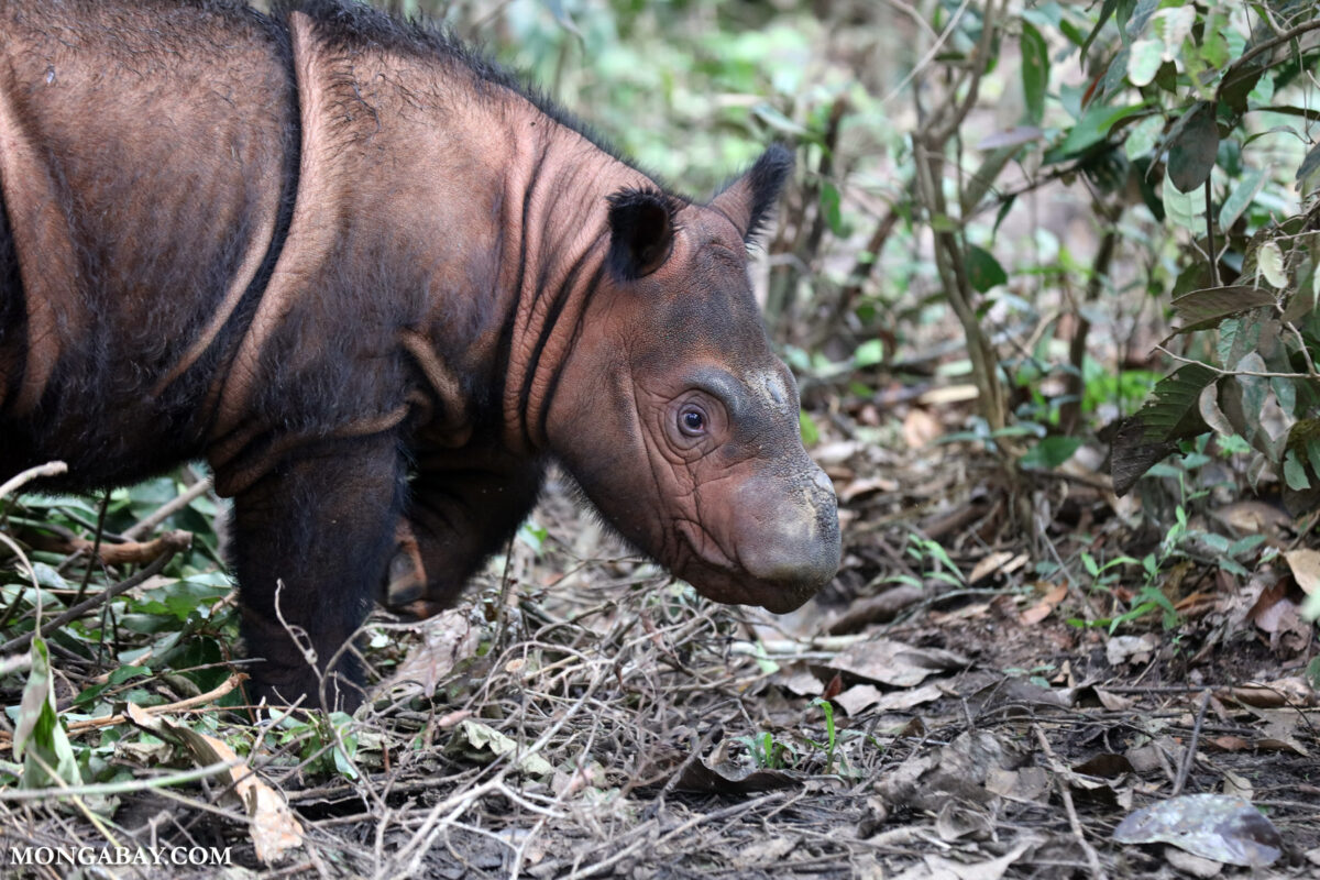 Sniffer dogs may have rediscovered a lost population of Sumatran rhinos