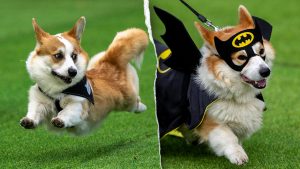 120 corgi teams from across Europe compete in Lithuania event