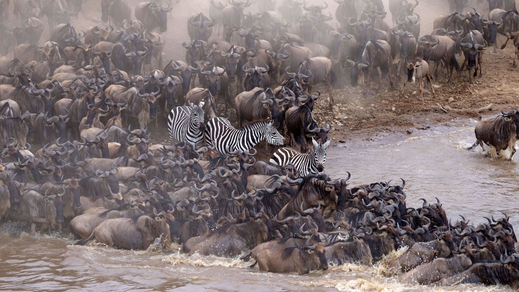 Incredible Animal Journeys on National Geographic WILD HD: full details and when it's on