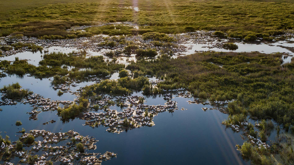 Europe's New Wild on National Geographic WILD HD: full details and when it's on