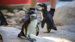 Secrets of the Zoo: Tampa on National Geographic WILD HD: full details and when it’s on