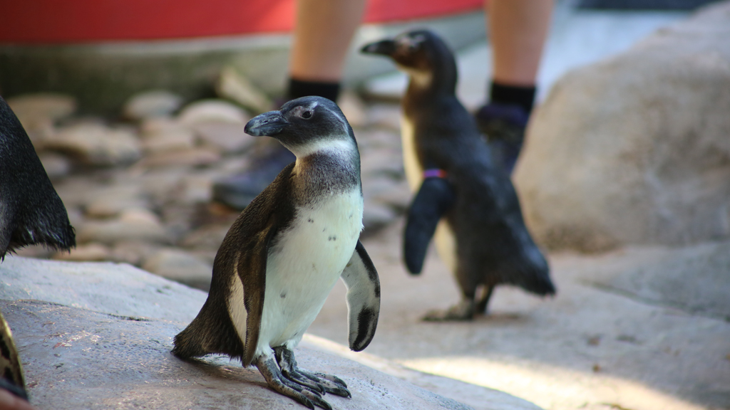 Secrets of the Zoo: Tampa on National Geographic WILD HD: full details and when it's on