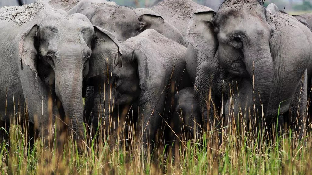 Secrets of Wild India: Kings of the Jungle on National Geographic WILD HD: full details and when it's on