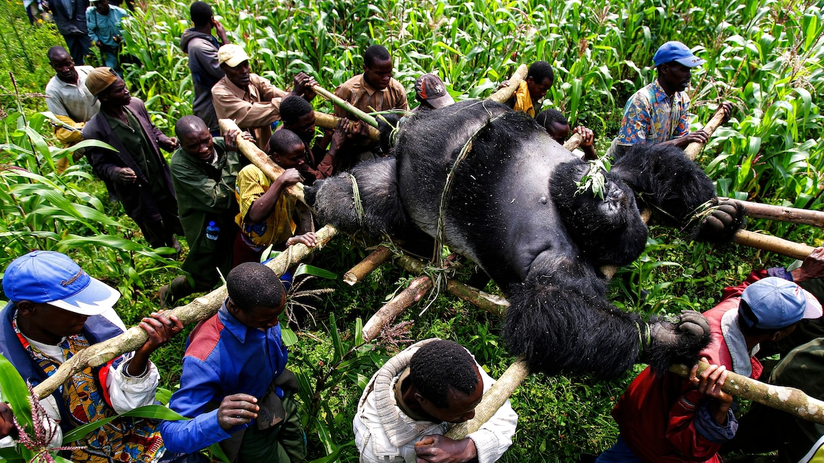 An extraordinary look inside the home of some of the world’s last mountain gorillas