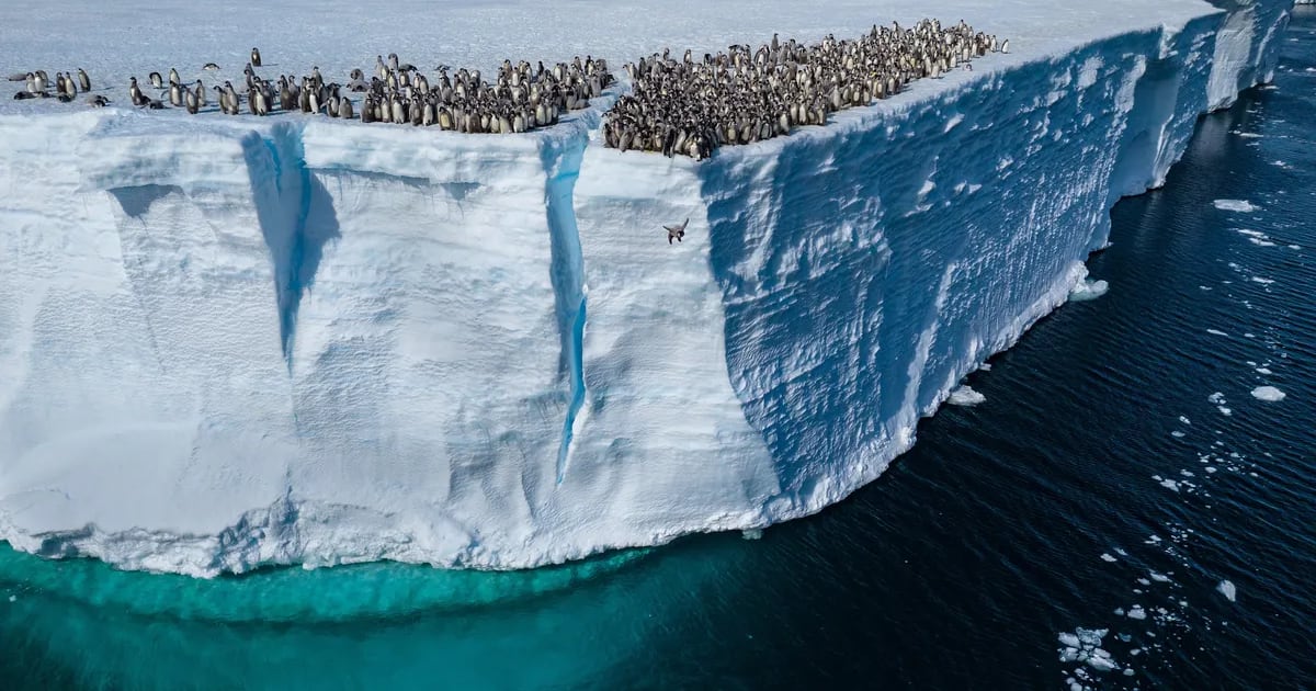 Wildlife filmmaker bertie gregory risks life capturing animal crises