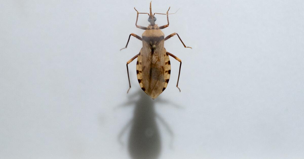 Chagas disease: The deadly disease you've never heard of is here