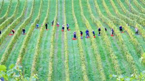 Free Workshop on Filling Worker Vacancies on the Farm